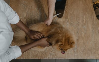 Why Veterinary Clinics in Brevard County Are Adopting Hydroxyl Technology for Odor Control and Air Quality