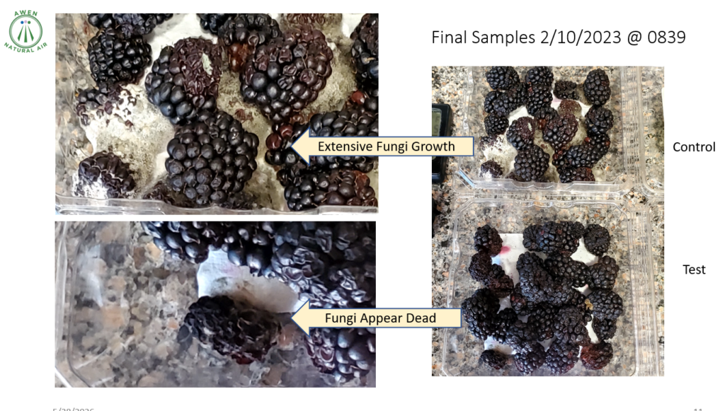 Collage of blackberry samples showing extensive fungal growth (top) and fungi that appear dead (bottom); arrows label findings; final samples dated 2/10/2023 @ 0839.