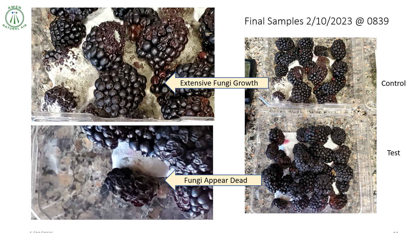 Collage of blackberry samples showing extensive fungal growth (top) and fungi that appear dead (bottom); arrows label findings; final samples dated 2/10/2023 @ 0839.