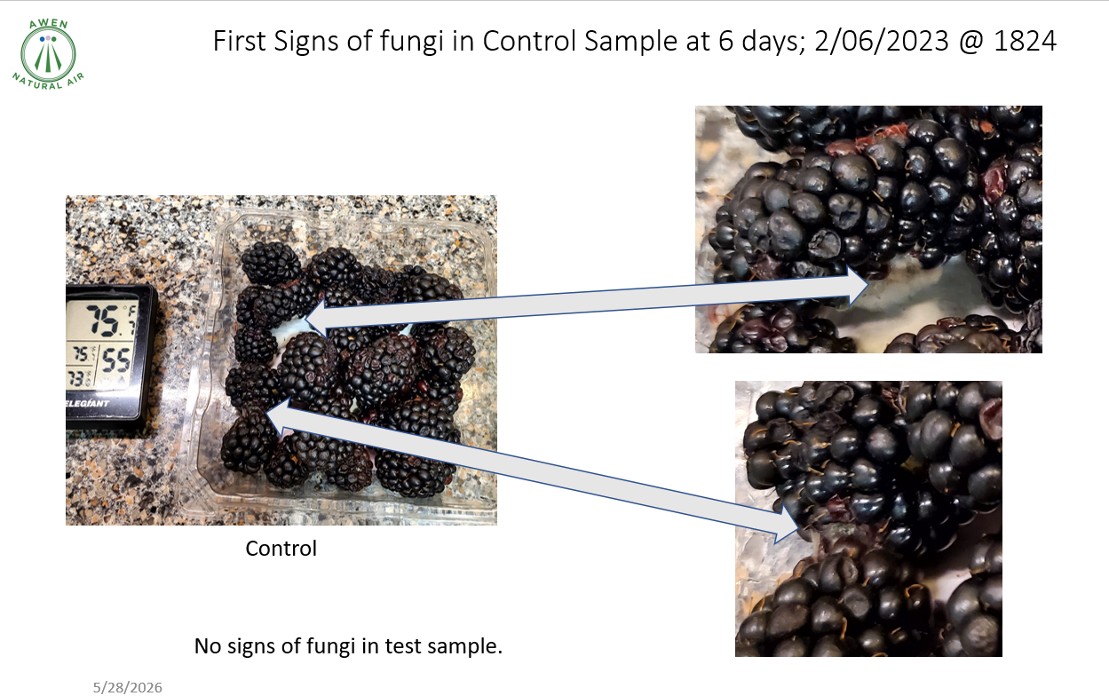 Left: control blackberry sample with temperature display; arrows point to right-side test images showing no signs of fungi (2/06/2023). Wait, no—this is not great.