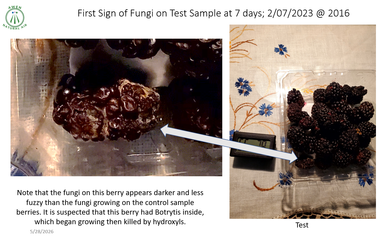 Side-by-side images showing fungal growth: a moldy berry on the left and fresh blackberries on a scale on the right, with an arrow pointing between them.